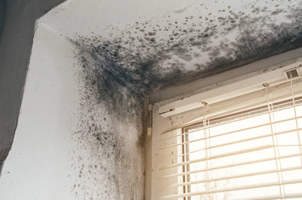 Affordable Mold Removal solutions in Belmont, NC